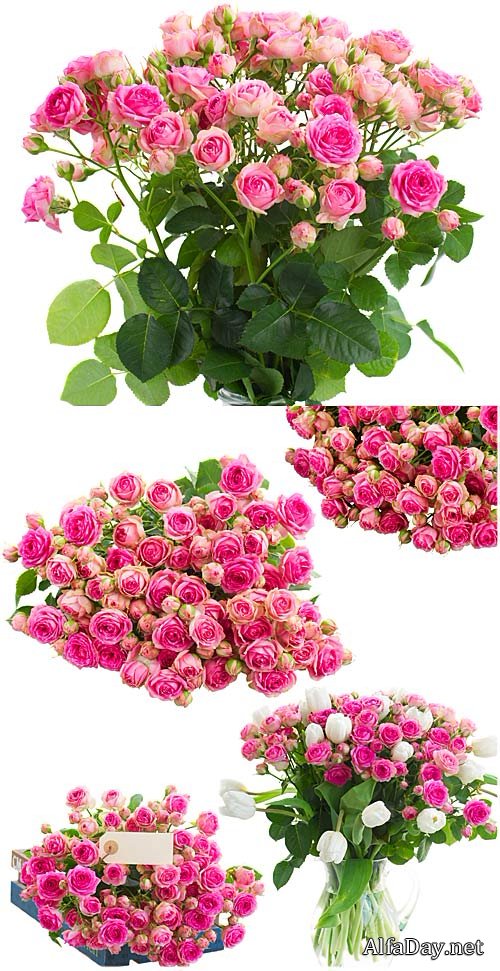 ����, ������ ������ / Roses, bouquets of flowers - Stock Photo