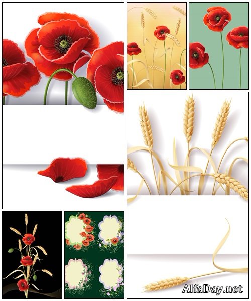 Wheat and poppy- vector stock
