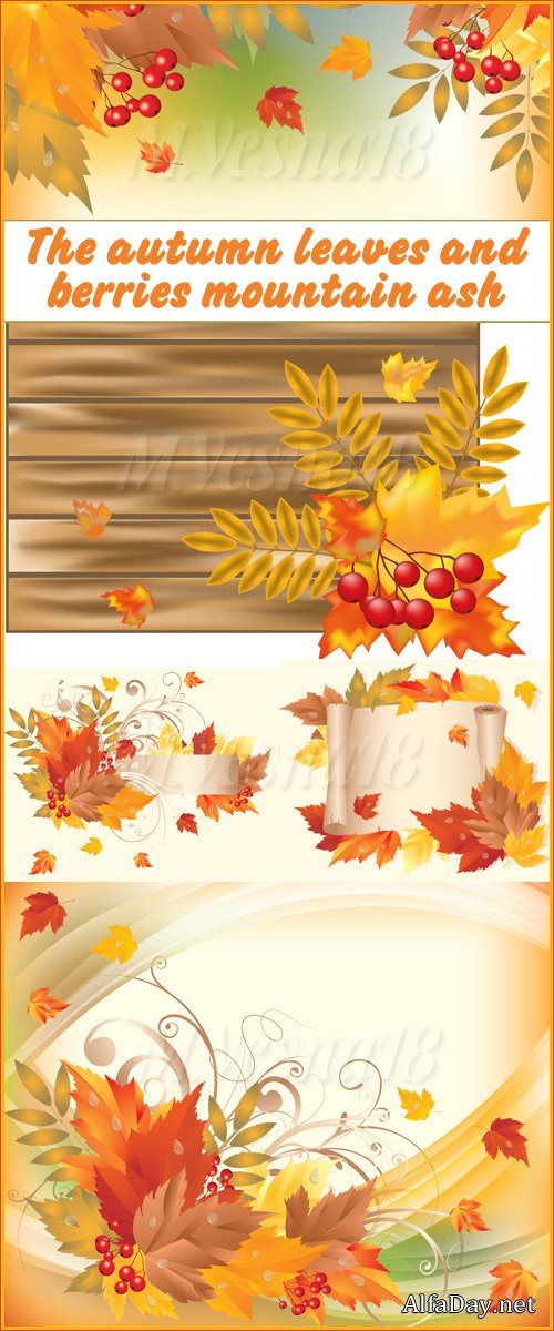 ������� ������ � ����� ������, ��������� ������� / The autumn leaves and berries mountain ash, images stock vector