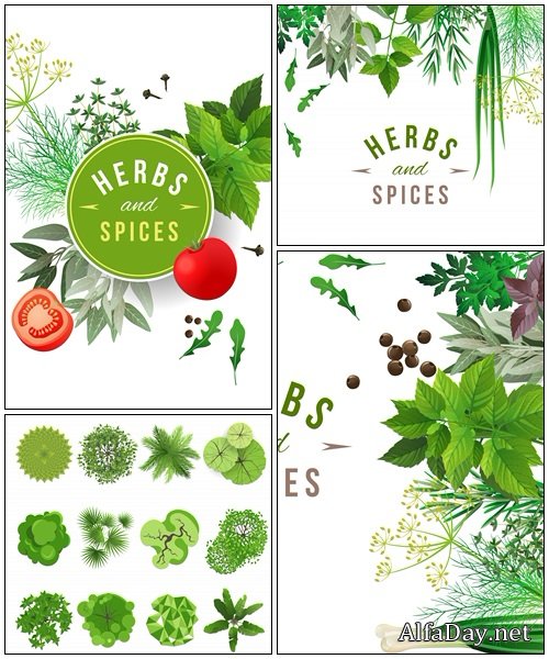 Herbs and spices - vector stock