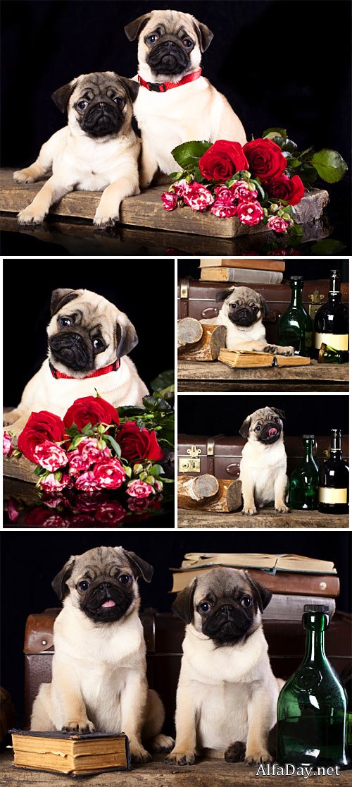 ���������� ����� ���� / Purebred pug puppies - Stock photo