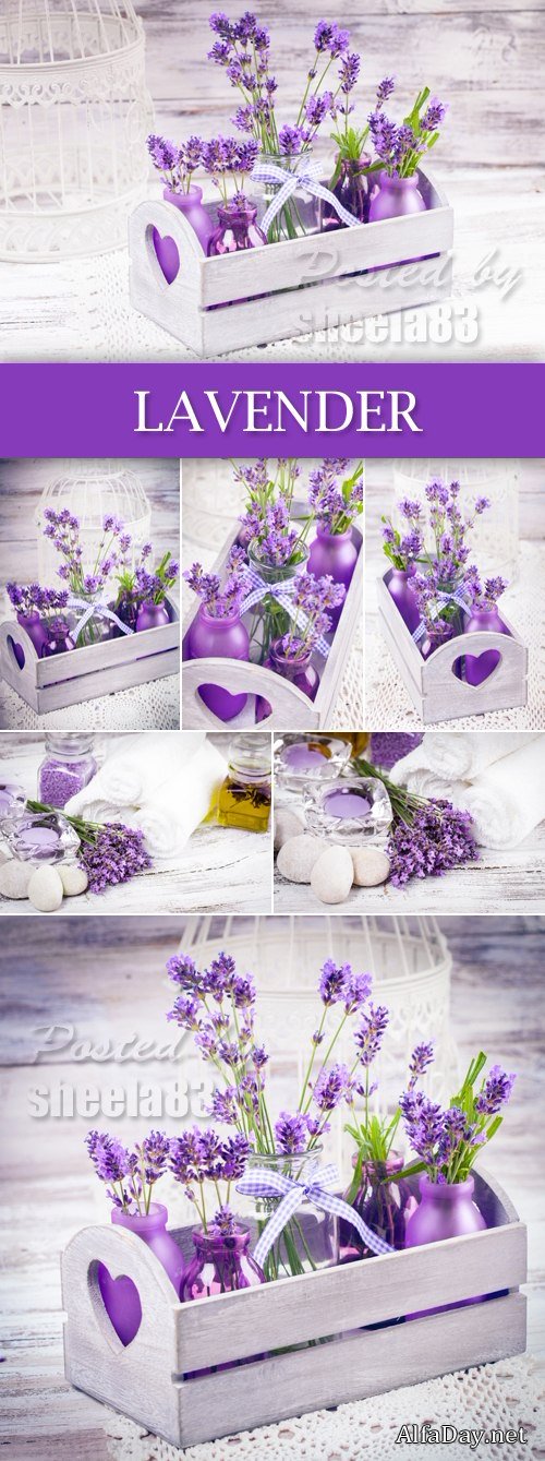Stock Photo - Lavender