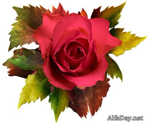 ���� � �������� �������� - ��������� ���������� � �������� �� ���������� ����