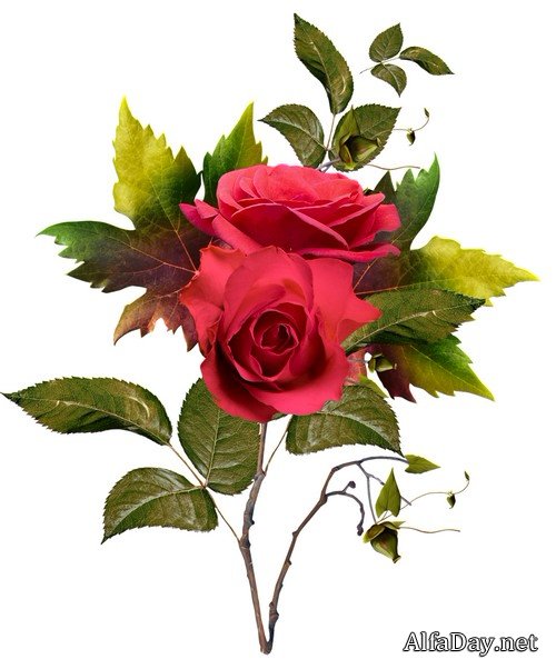 ���� � �������� �������� - ��������� ���������� � �������� �� ���������� ����