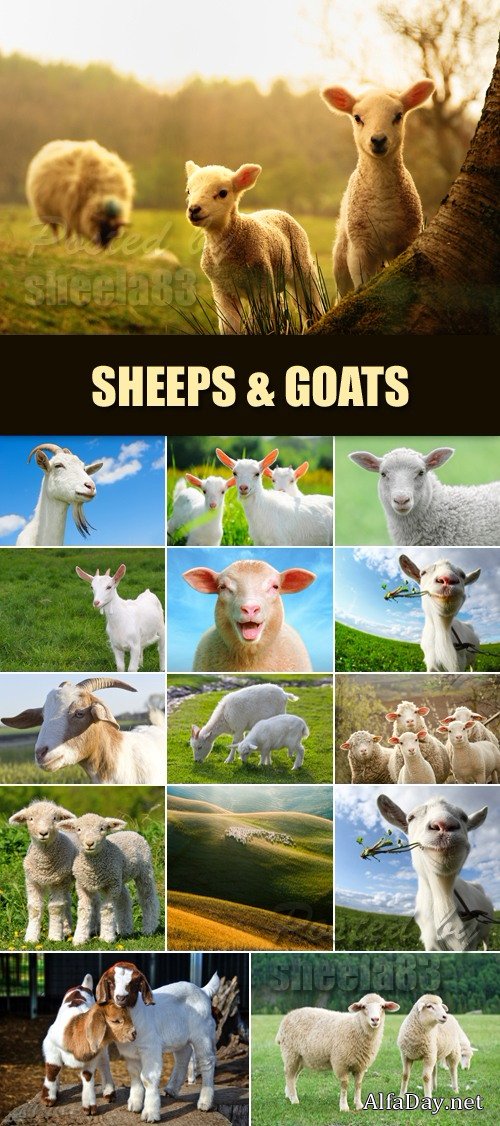��� ���� - ���� �������, ���� ������ 2015 / Stock Photo - Sheeps & Goats