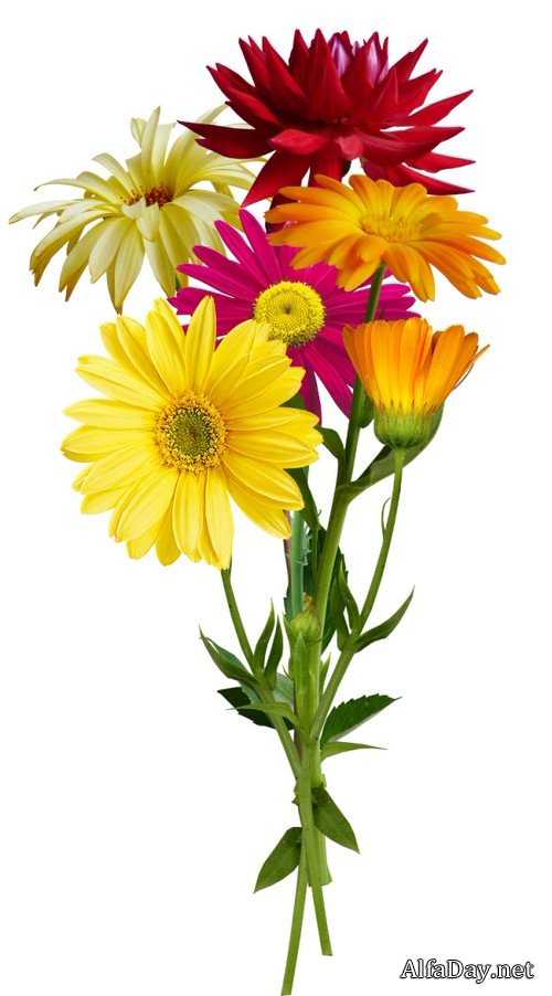 ������� ����� - ������� �� ���������� ����