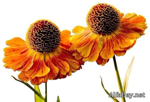 ������� ����� - ������� �� ���������� ����