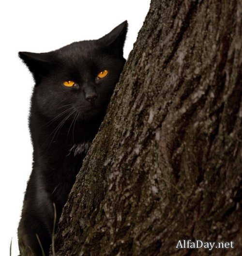 ׸���� ��� - ������� �� ���������� ����