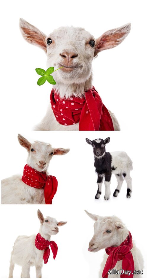 Goat with a red handkerchief - Stock photo