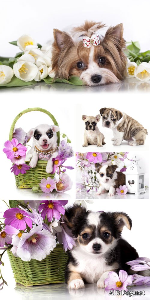 Small purebred puppies with flowers - Stock Photo
