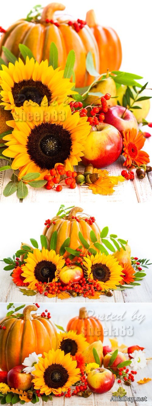Stock Photo - Pumkin & Sunflowers