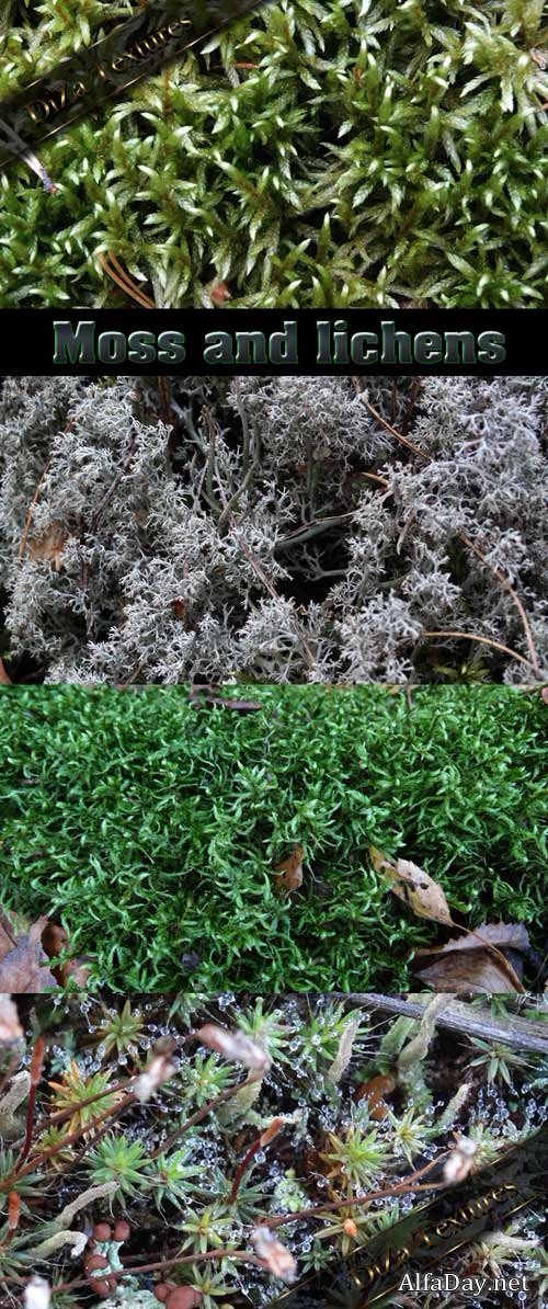 Moss and lichens