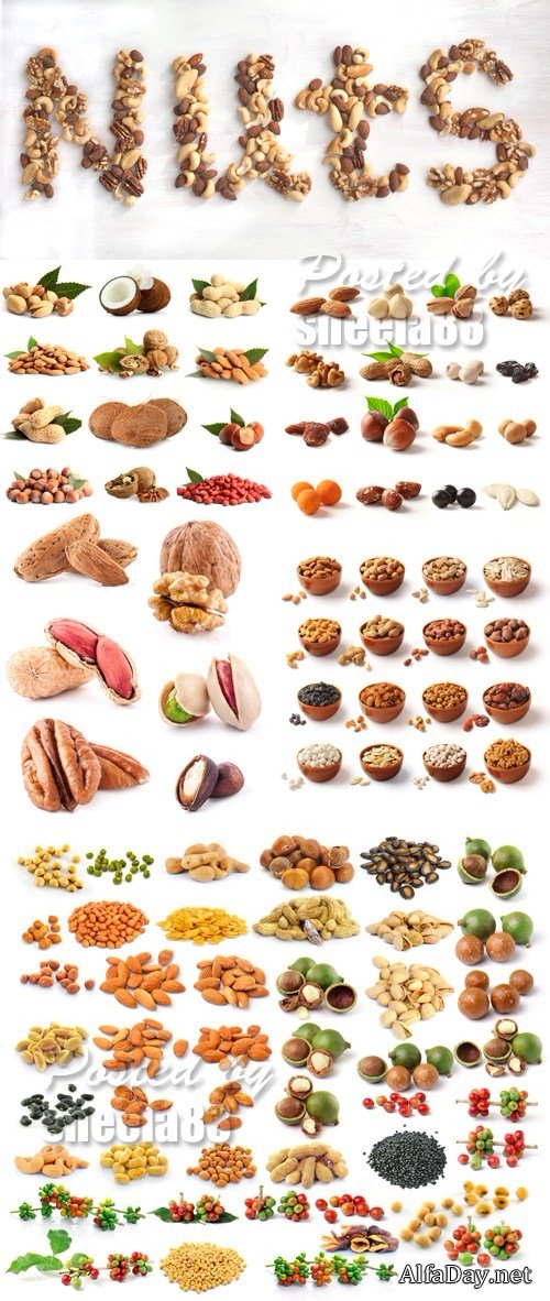 Stock Photo - Nuts Isolated