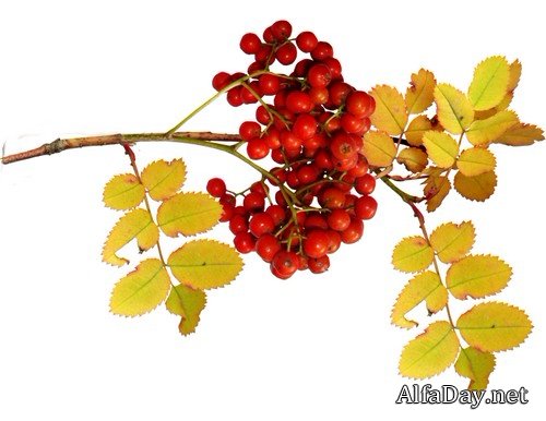 ����� ����� - �����, �����, ����� �� ���������� ����