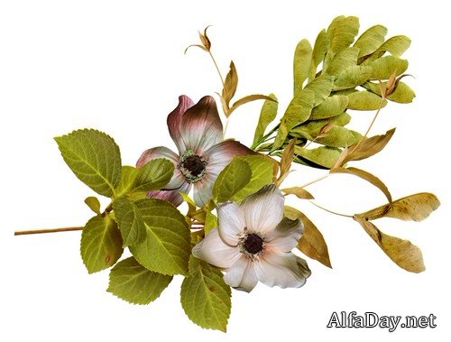 ����� ����� - �����, �����, ����� �� ���������� ����