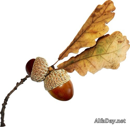 ����� ����� - �����, �����, ����� �� ���������� ����