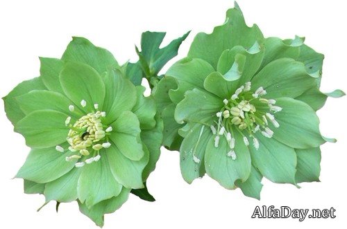 �������������� ���� - ��������� �� ���������� ����