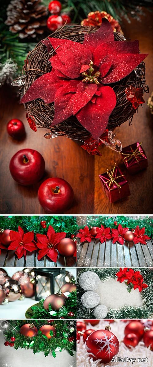 Stock Photo Christmas decoration with poinsettia, seasonal background for greeting cards