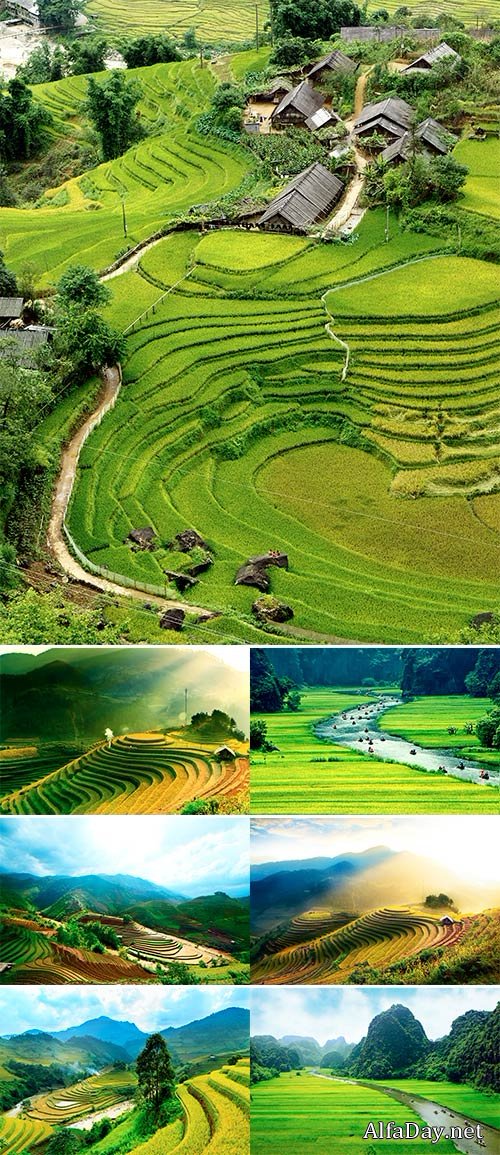 Stock Photo Rice fields prepare the harvest at Northwest Vietnam