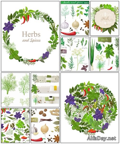 Herbs and spices on white  - vector stock
