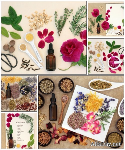 Herbal Medicine - Stock Photo