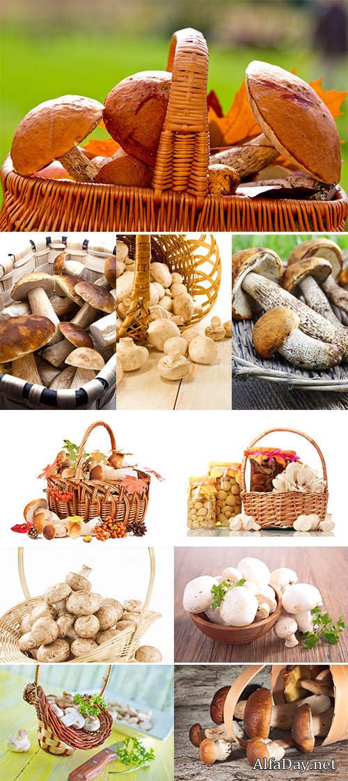 Mushrooms in a basket  -  Stock Image