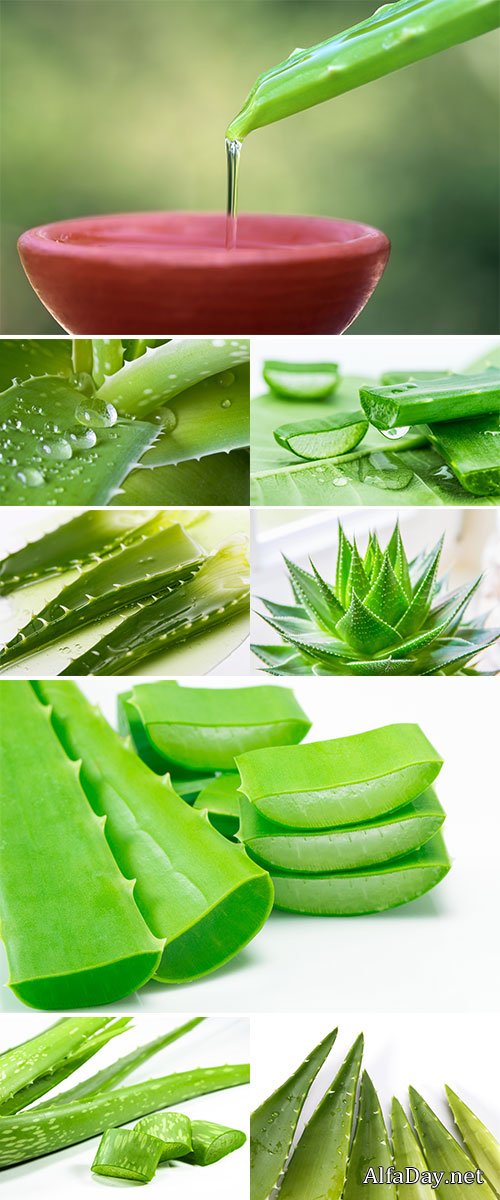 Stock Photo Aloe vera fresh leaf. isolated over white