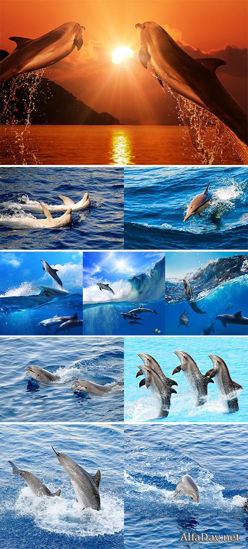 Stock Photo Happy dolphins in the water