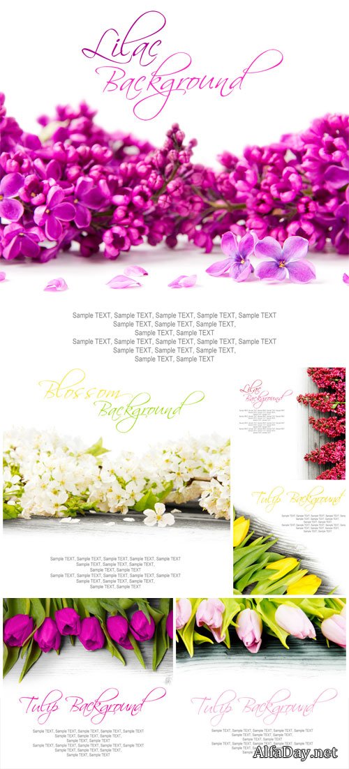 White background with flowers, lilacs, tulips - stock photos