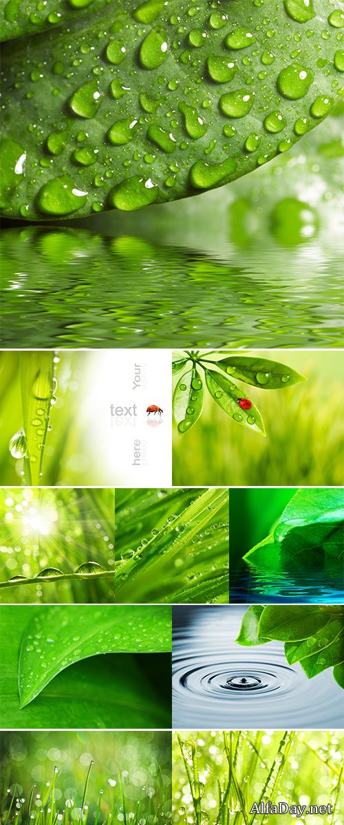 Stock Photo Green leaf with waredrops reflected in th water