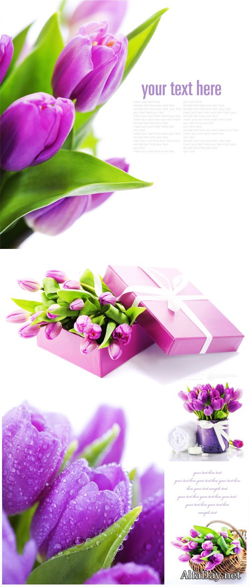 Tulips, basket with flowers - Stock Photo