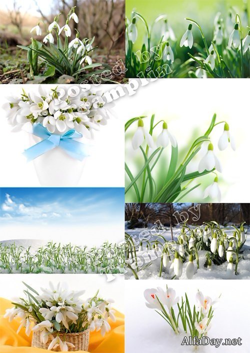 ����������� � �������� ����