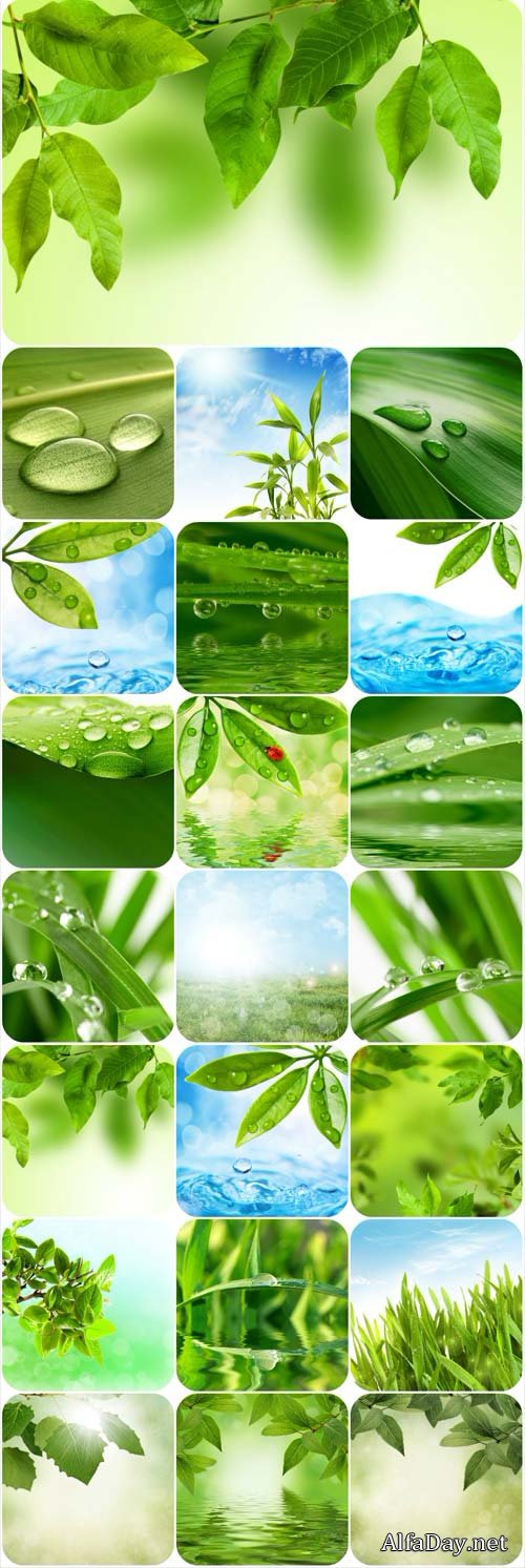 Fresh green spring backgrounds