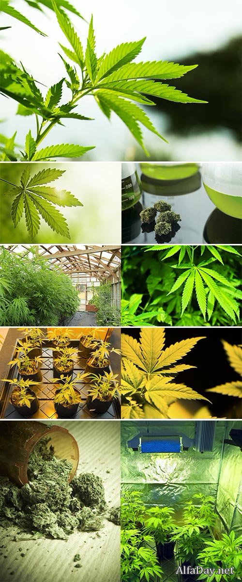 Stock Photo: Hand holding Young leaf of marijuana