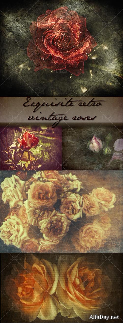 Exquisite retro vintage roses 