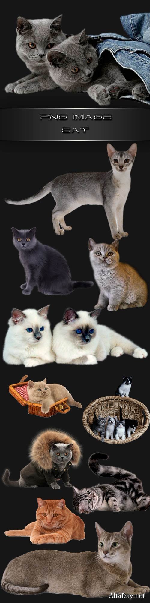 PNG clipart  Cats