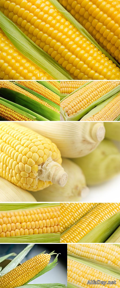 Stock Photo: Corn on the cob with green leaves