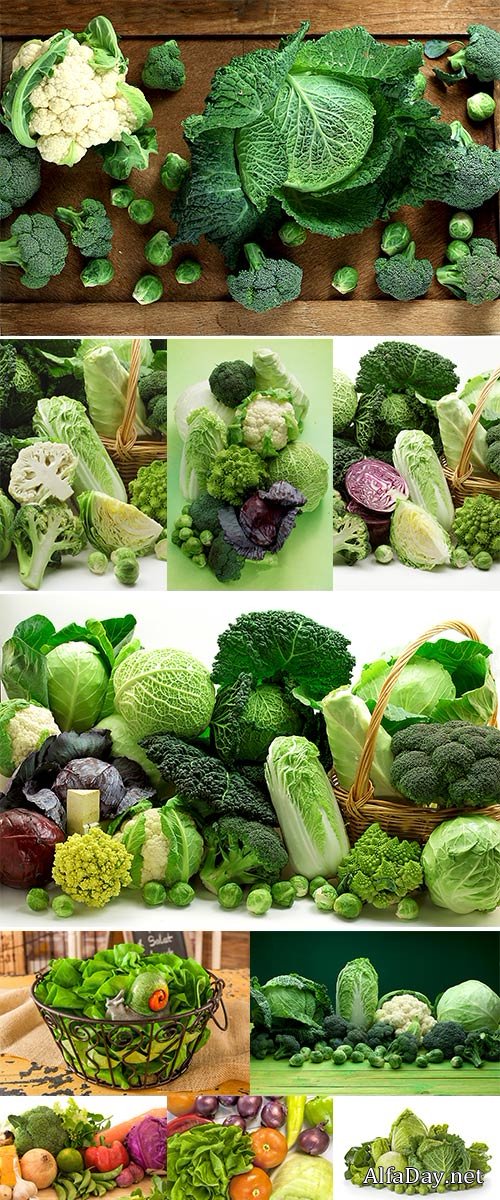 Stock Photos Cabbage variety on white background