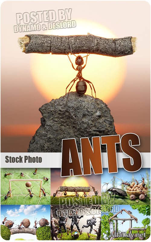 ������� - ��������� �������