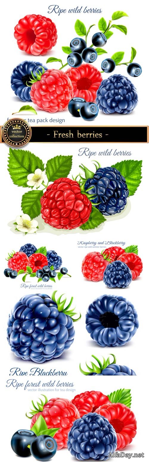 Fresh berries in a vector, blueberries, raspberries, currants