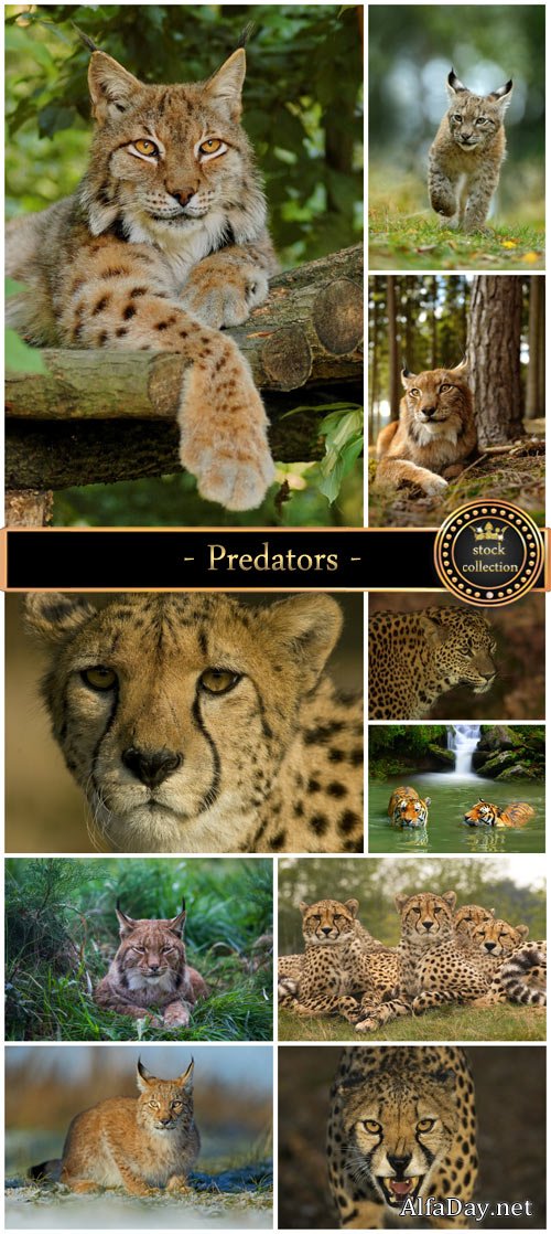 Predators, lynx, leopard - stock photos