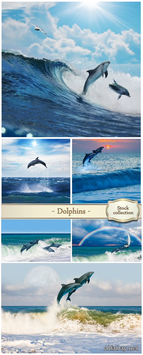 Dolphins, sea - stock photos