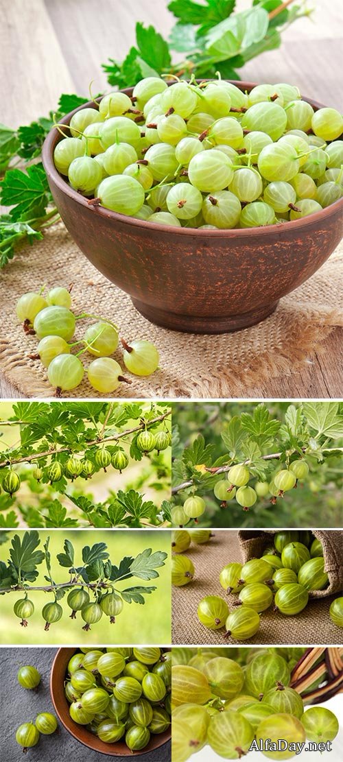 Stock Images - Green gooseberries in a ceramic bowl