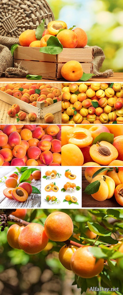 Stock Photos - Fresh apricots isolated on white
