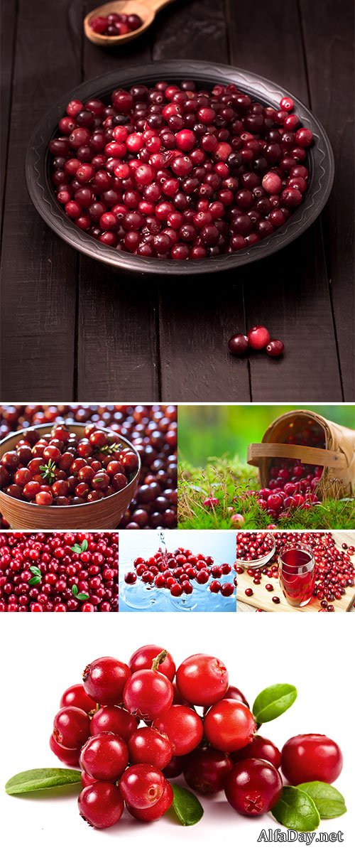 Stock Photos Cranberry with leaves