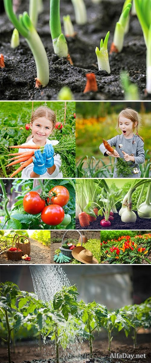 Stock Photos - Vegetable garden