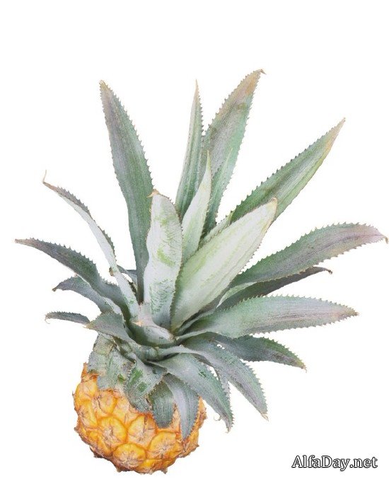 ������ � ������ ������� (���������� ���)