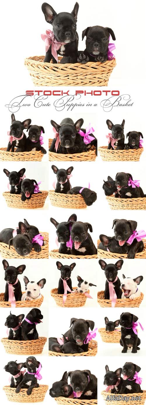 ��� ����� ����� � �������