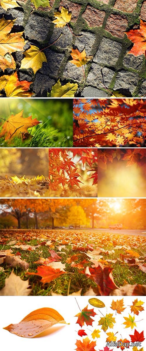 Stock Images Autumn leaves