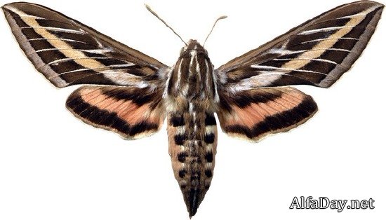 ���������: ������� � �������� (���������� ���) ������ �����